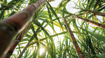 Produção paulista de cana-de-açúcar recua 5,2% na safra 2025/26, impactada por clima adverso