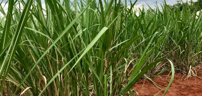 Clima irregular atrasa plantio da safra 2025/26 e acende alerta para segunda safra