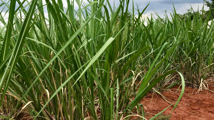 Clima irregular atrasa plantio da safra 2025/26 e acende alerta para segunda safra