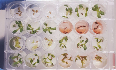 Pesquisadores identificam substância inédita e promissora para o desenvolvimento de novos bioinsumos