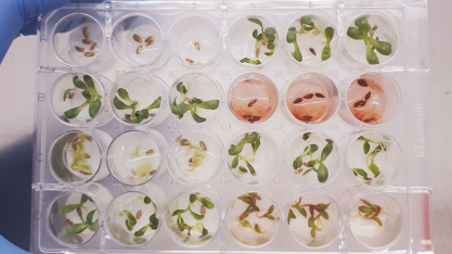 Pesquisadores identificam substância inédita e promissora para o desenvolvimento de novos bioinsumos