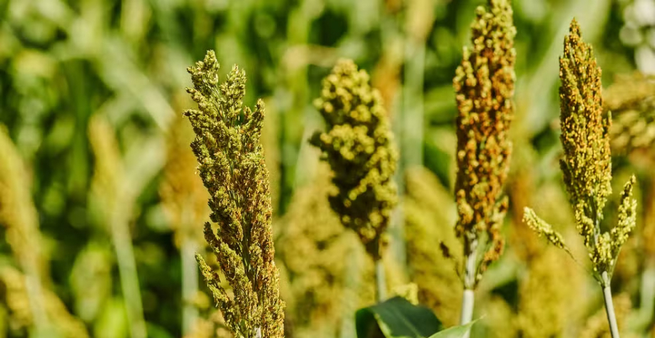 MT habilita 8 unidades para exportação de etanol de milho e sorgo à China — Foto: Érico Andrade/g1