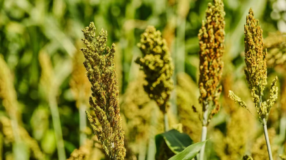 MT habilita 8 unidades para exportação de coproduto do etanol de milho e sorgo à China