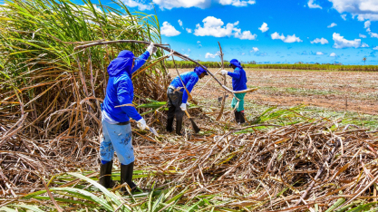 Crise no setor canavieiro do Nordeste chega a patamares preocupantes e entidades de classe clamam por ajuda para superação desse momento