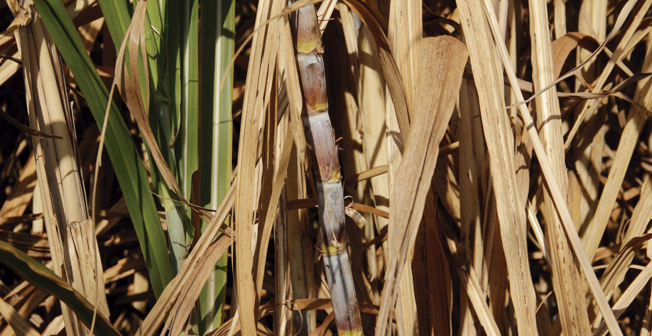 IACSP95-5094 é considerada referência de alta resposta e estabilidade produtiva. Foto: Banco de imagens internet