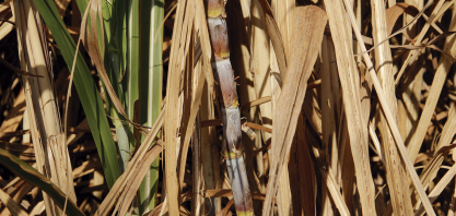 Variedades IAC apresentam alta performance em áreas irrigadas e guiam cana-de-açúcar a uma nova era de produtividade