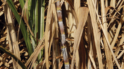 Variedades IAC apresentam alta performance em áreas irrigadas e guiam cana-de-açúcar a uma nova era de produtividade