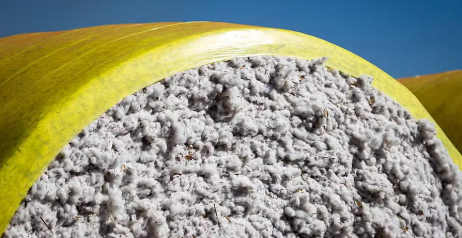 O convênio do algodão concentra a maior parte dos recursos, em torno de R$ 34 milhões — Foto: Wenderson Araujo/CNA