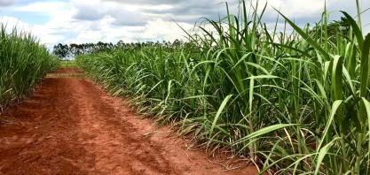 Chuvas reforçam umidade no Centro-Sul e reduzem impactos do clima na cana, aponta boletim da Esalq
