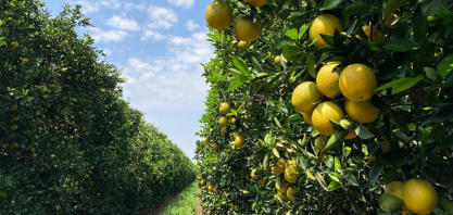 Cana e laranja ganham novas regiões de concentração da produção