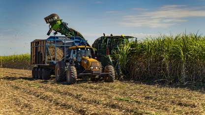 Cana: Jalles Machado encerra moagem da safra 2025/26 com maior área mas menor volume