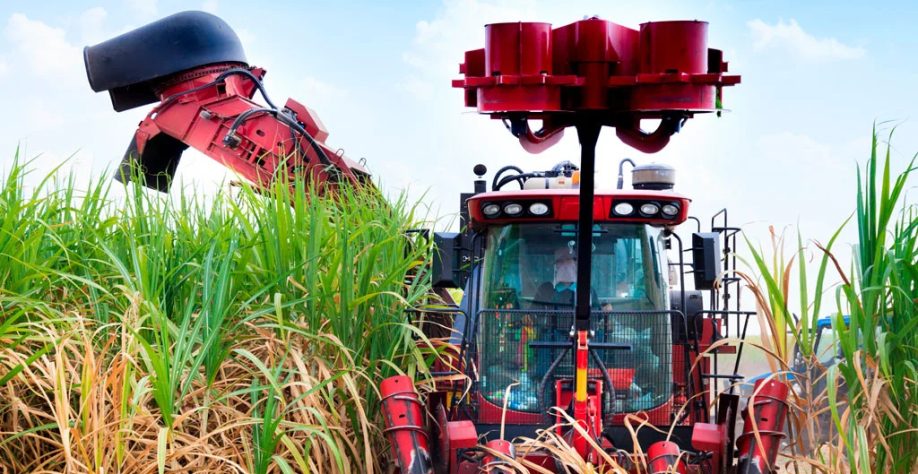 Colheita mecanizada de cana (Crédito: Divulgação)