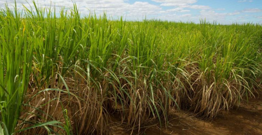 Área de cana pode diminuir por conta de preços. Wenderson-Araujo/Trilux-CNA