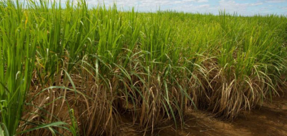 Preços baixos do açúcar deixam produtores de cana do Brasil encurralados