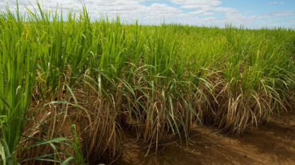 Preços baixos do açúcar deixam produtores de cana do Brasil encurralados