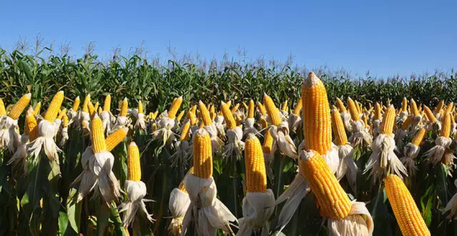 A cidade de Dourados, segunda maior de Mato Grosso do Sul, é destaque no estudo da Embrapa na produção do milho (Foto Arquivo)