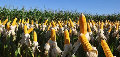 Expansão da cana e força do milho colocam MS no centro do novo mapa do agro