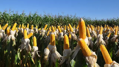 Expansão da cana e força do milho colocam MS no centro do novo mapa do agro