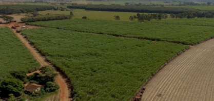 Tereos intensifica uso de insumos biológicos nos canaviais e apresenta ganhos de produtividade