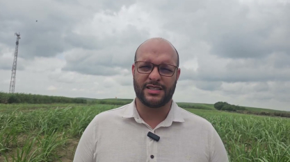 Usina Cucaú investe em variedades de cana de porte ereto que facilita o corte mecânico e manual