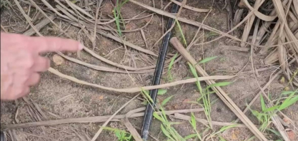 Na Japungu, 1/3 da área própria colhida de cana com gotejo representa 50% da cana própria