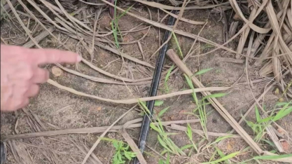 Na Japungu, 1/3 da área própria colhida de cana com gotejo representa 50% da cana própria