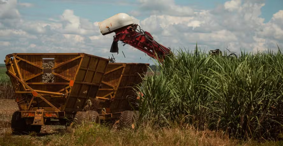 Apesar da menor produtividade nos canaviais até a segunda quinzena de outubro, a região Centro-Sul conseguiu produzir um volume maior de açúcar em comparação com a safra anterior — Foto: Wenderson Araújo/CNA