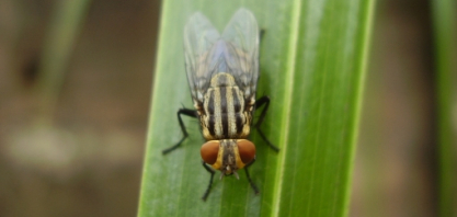 Mosca-dos-estábulos: período de calor e alta umidade trazem impactos na produtividade dos bovinos e exige estratégias de controle integrado
