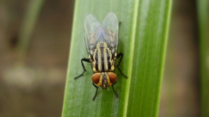 Mosca-dos-estábulos: período de calor e alta umidade trazem impactos na produtividade dos bovinos e exige estratégias de controle integrado