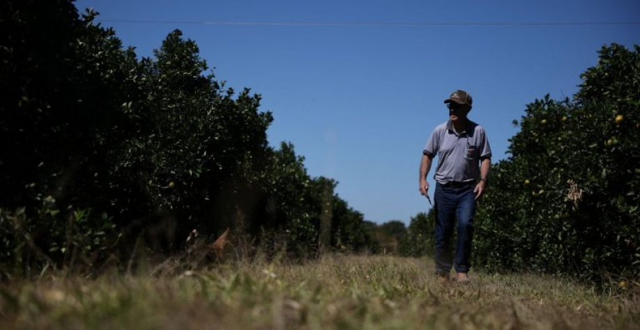 Produtor de laranja no meio do pomar. Reuters