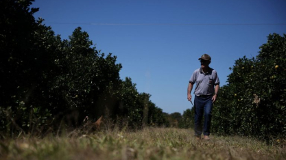 Recuperação judicial no agro salta 150% e crédito fica mais seletivo