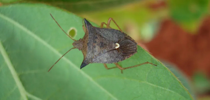 As pragas que 'somem' no inverno e voltam com força em dezembro