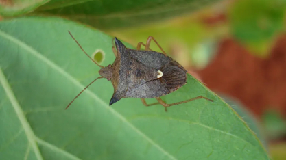 As pragas que 'somem' no inverno e voltam com força em dezembro