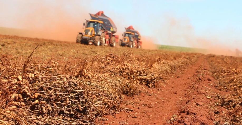 Colheita do amendoim — Foto: Ewerton/Neomarc