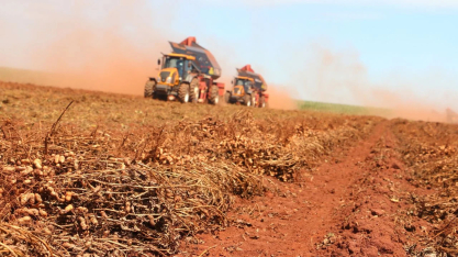 Oferta global recorde reduz margem de produtores de amendoim no Brasil