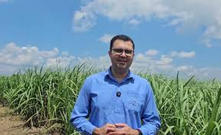 Em comemoração aos 300 anos da Petribu, está em desenvolvimento a variedade de cana IAC Petribu 300