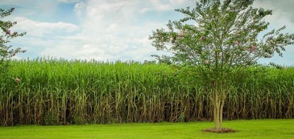 Safra 2026/27 deve produzir 36,1 bilhões de litros de etanol no Centro-Sul