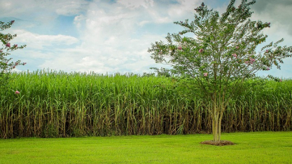 Safra 2026/27 deve produzir 36,1 bilhões de litros de etanol no Centro-Sul