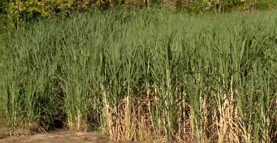 Produtor de cana-de-açúcar em Linhares disse que a técnica de gotejamento subterrâneo melhorou qualidade da planta — Foto: Reprodução/TV Gazeta