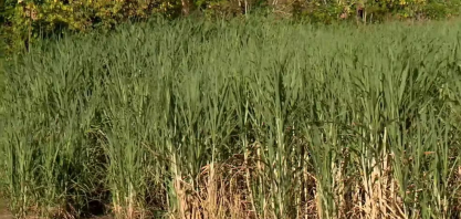 Com irrigação subterrânea agricultores de café e cana melhoram produção e economizam água no ES