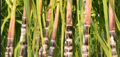 Bioenergia brasileira enfrenta barreiras no debate global da transição energética