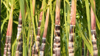 Bioenergia brasileira enfrenta barreiras no debate global da transição energética