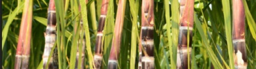 Bioenergia brasileira enfrenta barreiras no debate global da transição energética