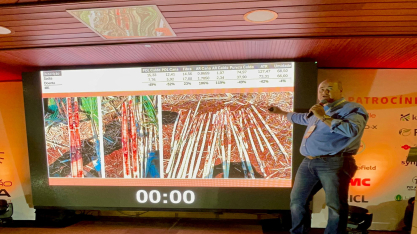 Déficit hídrico ganha relógio fisiológico para orientar intervenções na cana