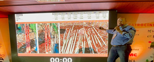 Déficit hídrico ganha relógio fisiológico para orientar intervenções na cana