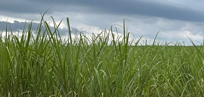 Mercado de CBios mantém trajetória de queda e excesso de oferta domina perspectivas, indica Itaú BBA