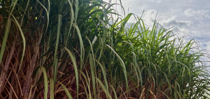 Centro-Sul processa 592 milhões de toneladas de cana e amplia foco no etanol