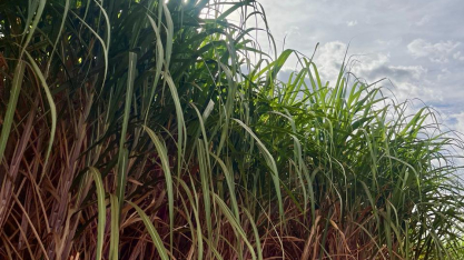 Centro-Sul processa 592 milhões de toneladas de cana e amplia foco no etanol