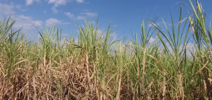 Estresse hídrico: entenda como clima afeta safra de cana em 2025 e ameaça produtividade no interior de São Paulo