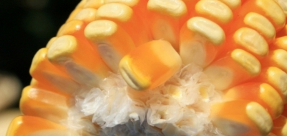 3Tentos anuncia aquisição da indústria de processamento de milho Grão Pará Bioenergia